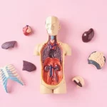 Do Women Have A Prostate? A Review Of Female Pelvic Anatomy
